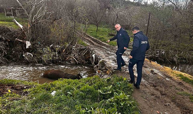 Ölü büyükbaş hayvan dereye bırakıldı, o anlar cep telefonu kamerasına yansıdı