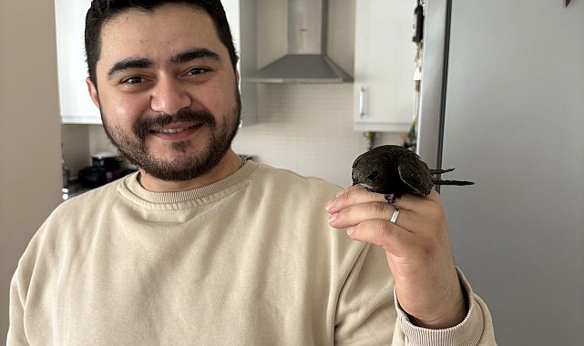 Ordu'da esnafın davetsiz misafiri: Atmaca zannetti, ebabil kuşu çıktı