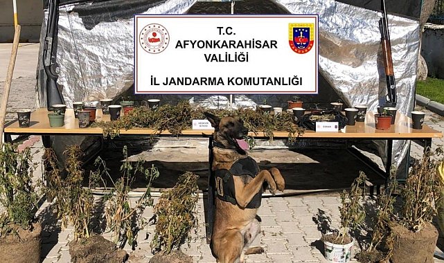 -Orman arazisine kenevir ekip köyün içme suyuyla sularken jandarmaya yakalandı