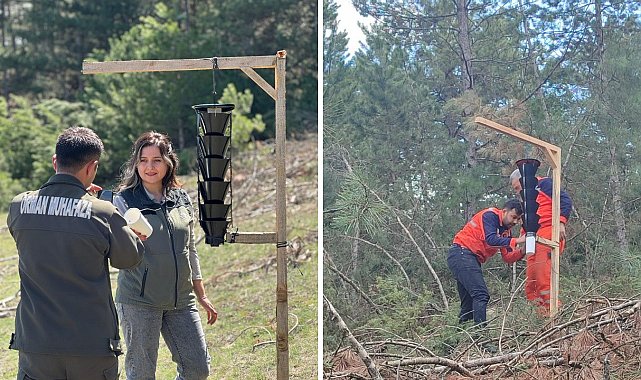 Ormanları kurutan böceğe karşı sıkı önlem