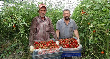 Örtü altı domateste hasatta sona yaklaşıldı