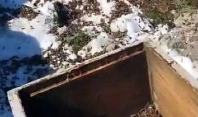 Osmaniye'de aç kalan ayılar, arı kovanlarına saldırdı