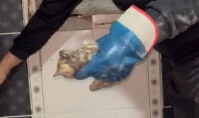 Osmaniye'de mahsur kalan yavru kediyi itfaiye ekipleri kurtardı