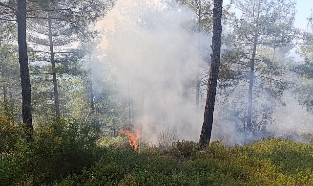 Osmaniye'de ormanlık alanda çıkan yangın söndürüldü
