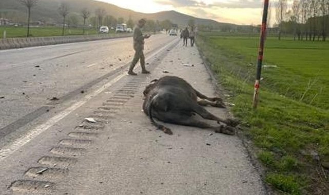 Otomobil hayvana çarptı: 1 yaralı