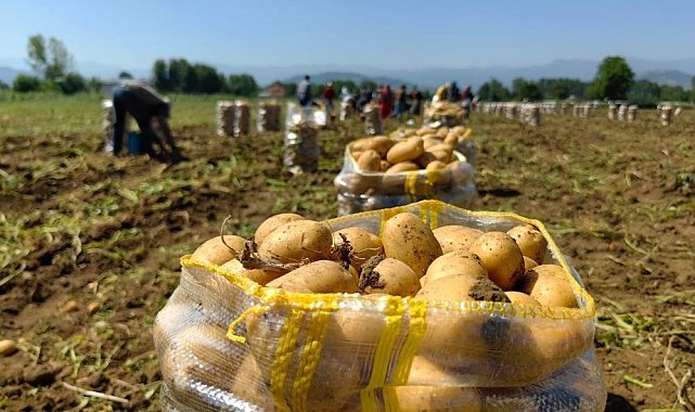 Patates ihracatı 2 ayda 114 kat arttı