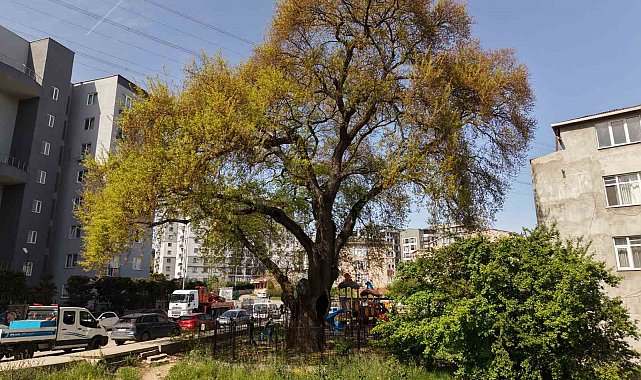 Pendik'te tarihe kök salan 400 yıllık ağaca özel bakım yapılıyor