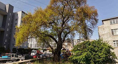 Pendik'te tarihe kök salan 400 yıllık ağaca özel bakım yapılıyor