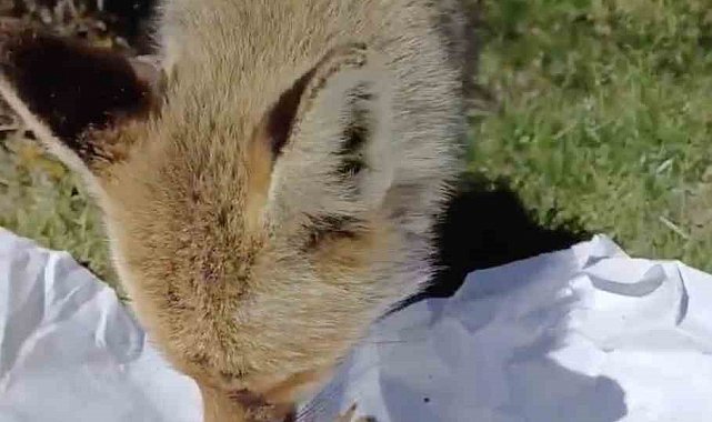 Piknikçiler, yanlarına gelen tilkiyi tavuk etiyle besledi