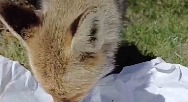 Piknikçiler, yanlarına gelen tilkiyi tavuk etiyle besledi