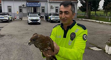 Polisin bulduğu yaralı halde bulduğu doğan koruma altına alındı