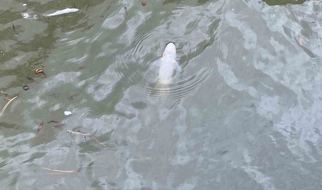 Porsuk Çayı'nda ölen balıklar su yüzeyine vurdu