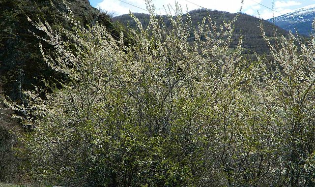 Posof'ta bahar sevinci