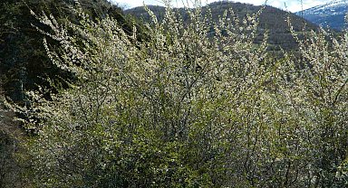 Posof'ta bahar sevinci