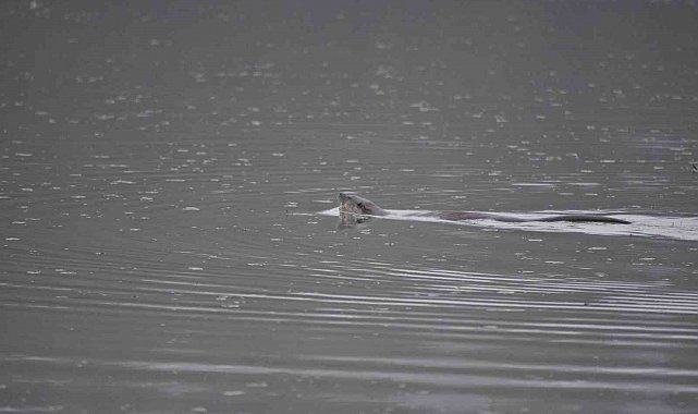 "Nesli tükenme tehdidine yakın" olan su samuru Bolu'da görüntülendi