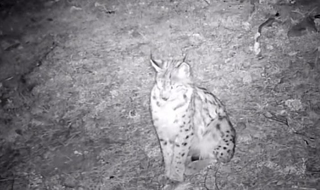 "Ormanın hayaleti" vaşak doğal ortamında kaydedildi