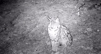 "Ormanın hayaleti" vaşak doğal ortamında kaydedildi