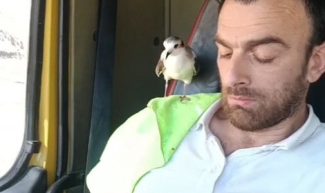 Rizeli'nin minik martı ile dostluğu