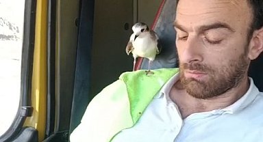 Rizeli'nin minik martı ile dostluğu