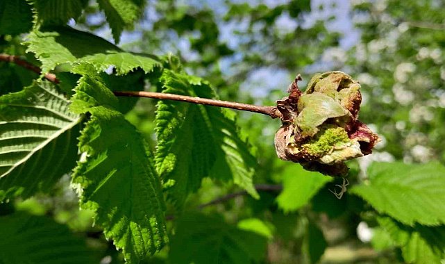 Sağlam: "Fındıkta kozalak akarı ile mücadele çok önemli"