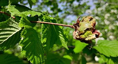 Sağlam: "Fındıkta kozalak akarı ile mücadele çok önemli"