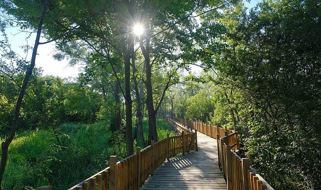Sakarya'nın misafirleri 9 günlük tatilde Acarlar Longozu'na akın etti
