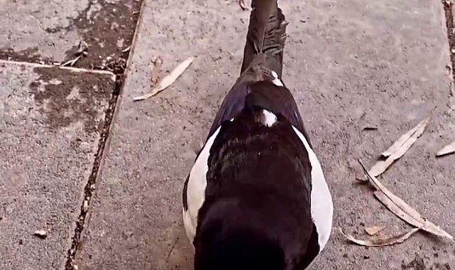 Saksağan ile ilçe esnafının renkli görüntüleri ilgi gördü