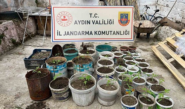 Saksıya ektiği 82 kenevir ile yakalandı