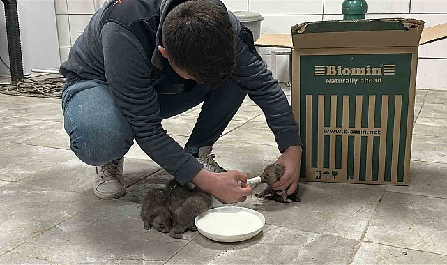 Saman balyaları arasında bulduğu tilki yavrularını elleriyle besliyor