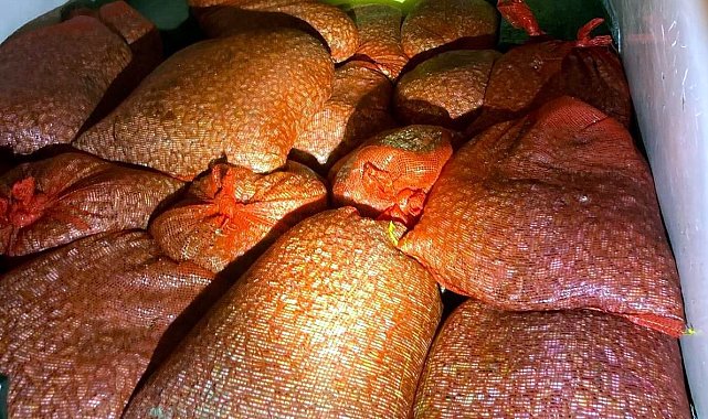 Samsun'da kaçak avlanan 1 ton midye denize geri bırakıldı