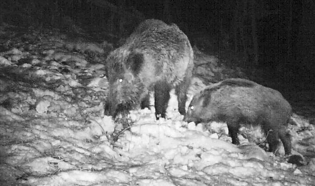 Samsun'da yaban avı geliri arttı