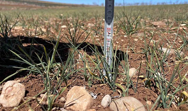 Şanlıurfa'da kuraklık alarmı