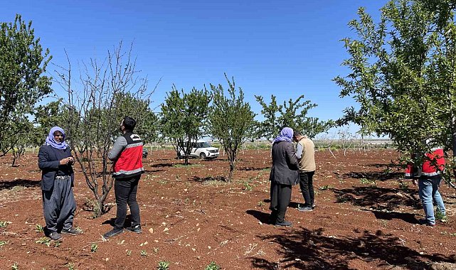 Şanlıurfa'da zirai donun etkili olduğu badem bahçeleri incelendi