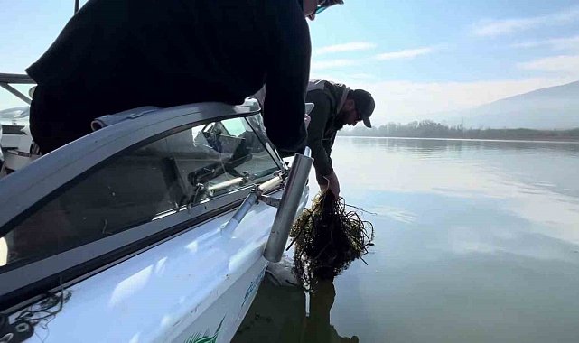 Sapanca Gölü'nde 'hayalet ağ' katliamı: Binlerce balık telef oldu