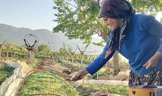 Sarıgöl tütün dikimine hazırlanıyor