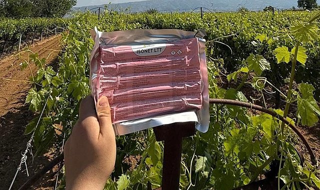 Sarıgöl'de bağlarda Japon tuzağı ile koruma başladı