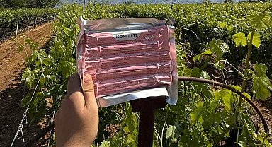 Sarıgöl'de bağlarda Japon tuzağı ile koruma başladı