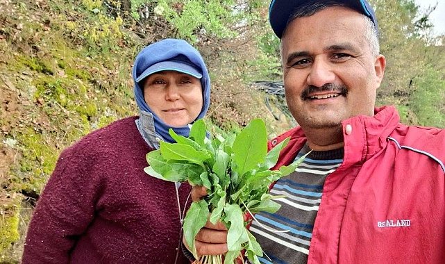 Sarıgöl'de kuzugöbeği ve acı ot mesaisi
