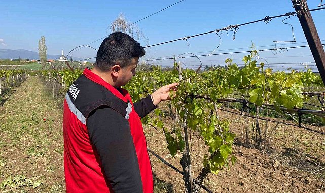 Sarıgöl'de üzüm bağlarını don vurdu