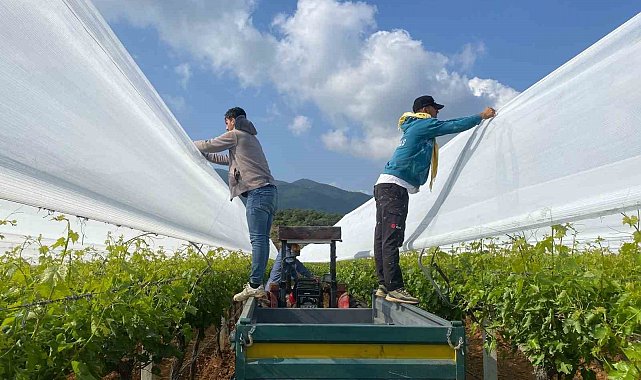Sarıgöl'deki üzüm bağlarında önlemler giderek artıyor
