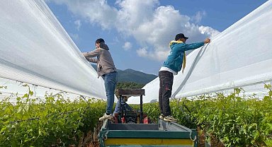 Sarıgöl'deki üzüm bağlarında önlemler giderek artıyor