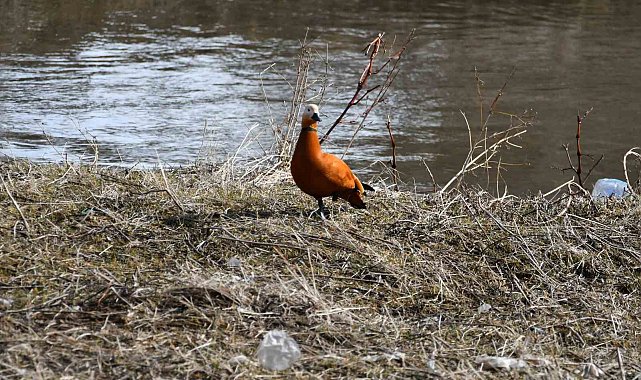 Sarıkamış'ta angutlar eşleriyle görüntülendi