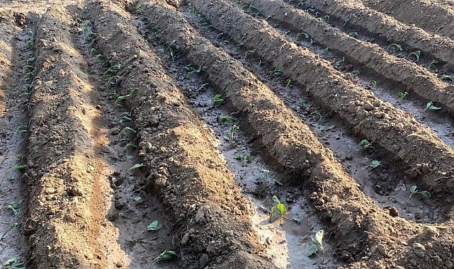 Sebze fiyatlarındaki artış vatandaşın üretimini artırdı