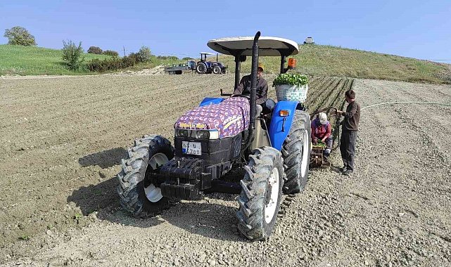 Selendi'de tütün dikimleri başladı