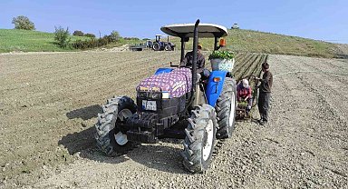 Selendi'de tütün dikimleri başladı