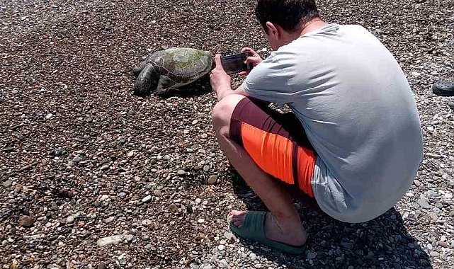 Serik'te ölü caretta caretta sahile vurdu