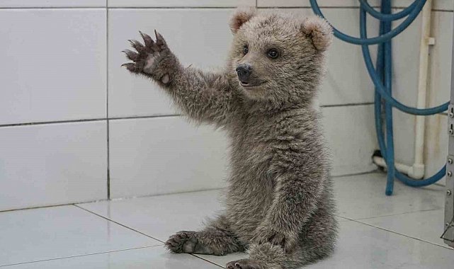 Sevimli yavru ayılar güvenli yuvalarına yerleştirildi