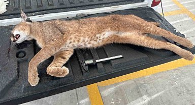 Seydikemer'de aracın çarptığı "Karakulak" telef oldu