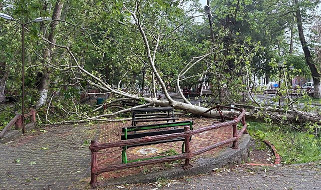 Şiddetli yağmur ve fırtına tarihi çınar ağacını gövdesinden kırdı