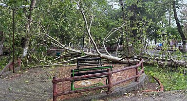 Şiddetli yağmur ve fırtına tarihi çınar ağacını gövdesinden kırdı